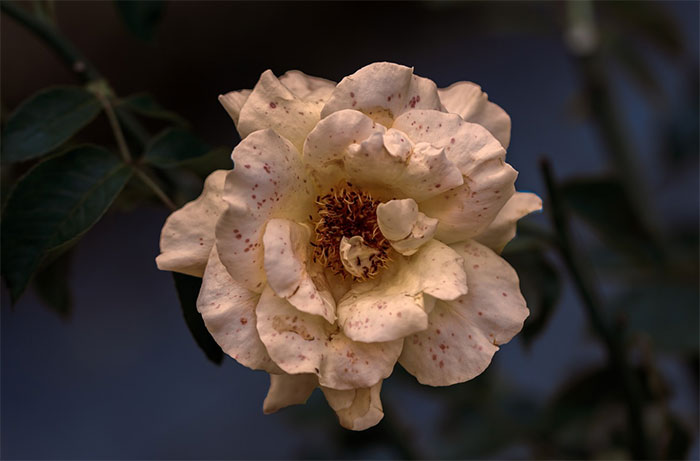 18-4-64-2-b.jpg