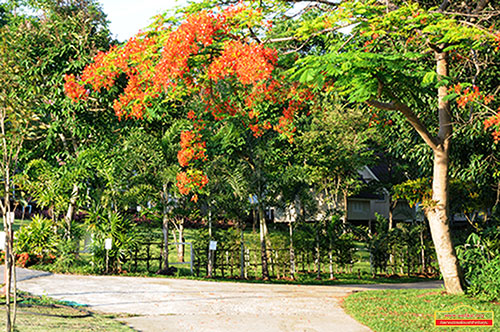 ปฏิบัติธรรมสวนป่าหิมวันต์ จ. เลย ปฏิบัติธรรมระยะสั้น 7 วัน