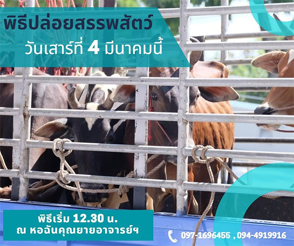 พิธีปล่อยสรรพสัตว์ วันเสาร์ที่ 4 มีนาคม พ.ศ.2566 เวลา 12.30 น. ณ หอฉันคุณยายอาจารย์ฯ  วัดพระธรรมกาย