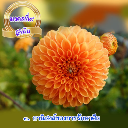 mongkol-life9.3.jpg