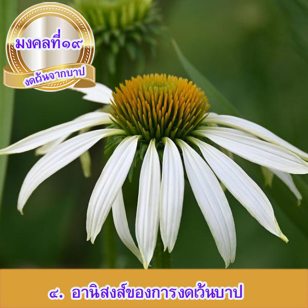 mongkol-life19.4.jpg