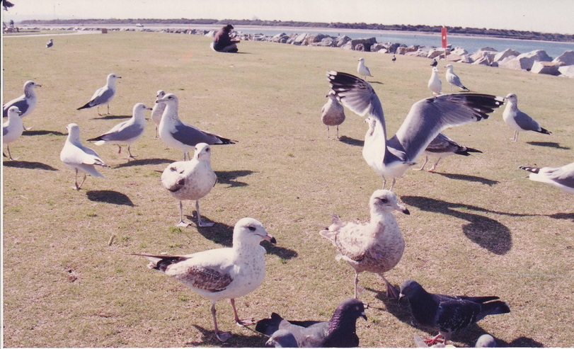 21-8-68-62-bb.JPG