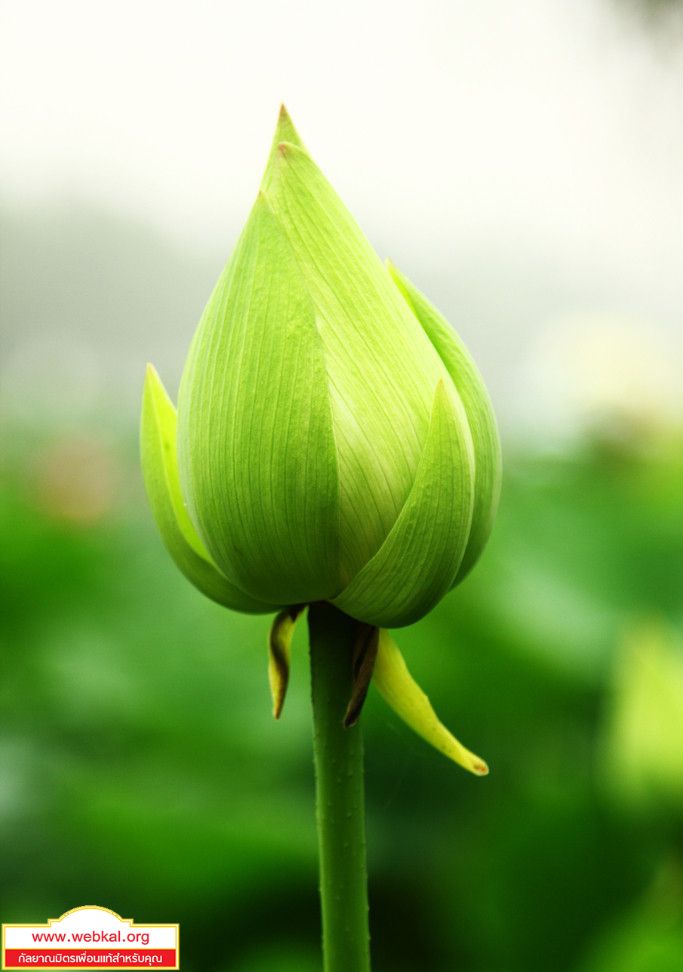cover_4605_%2021.jpg